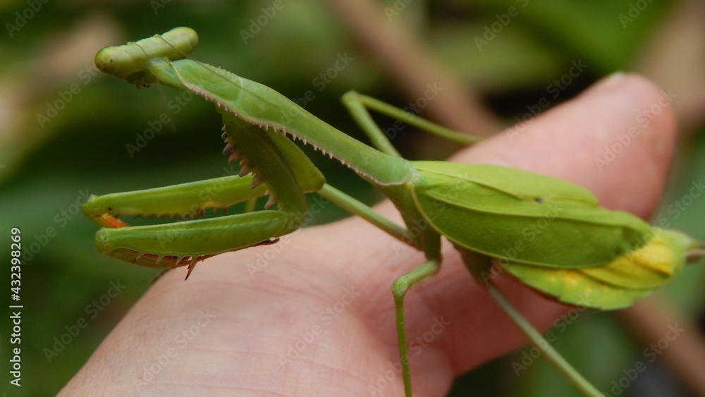 Naklejka premium Mamtis