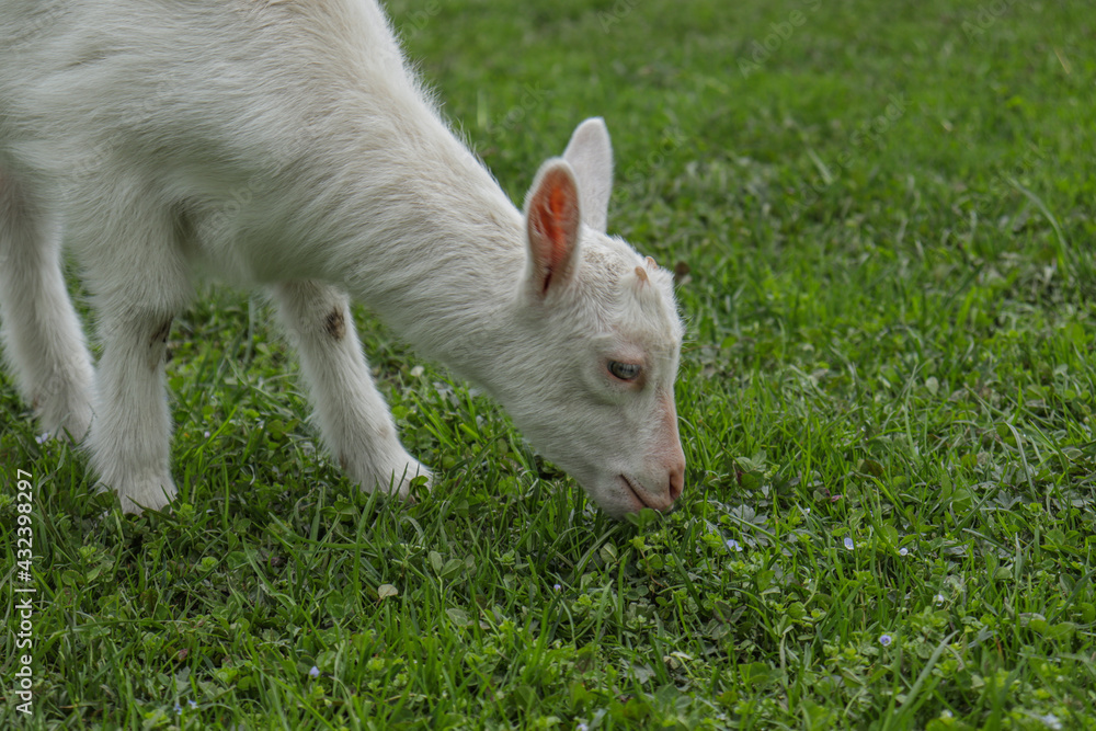 Little goat eats green grass on the field. Goat on a meadow. White baby goat sniffing green grass outside at an animal sanctuary, cute and adorable little goat.
