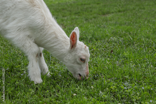 Little goat eats green grass on the field. Goat on a meadow. White baby goat sniffing green grass outside at an animal sanctuary, cute and adorable little goat. 