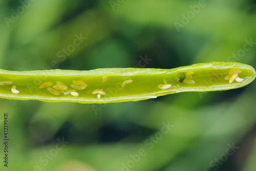 Bladder pod midge Dasineura brassicae (formerly Dasyneura) larvae in oilseed rape pod.