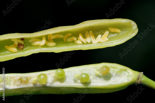 Bladder pod midge Dasineura brassicae (formerly Dasyneura) larvae in oilseed rape pod. photo