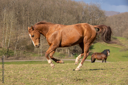Quarter Horse auf der Weide © Nadine Haase