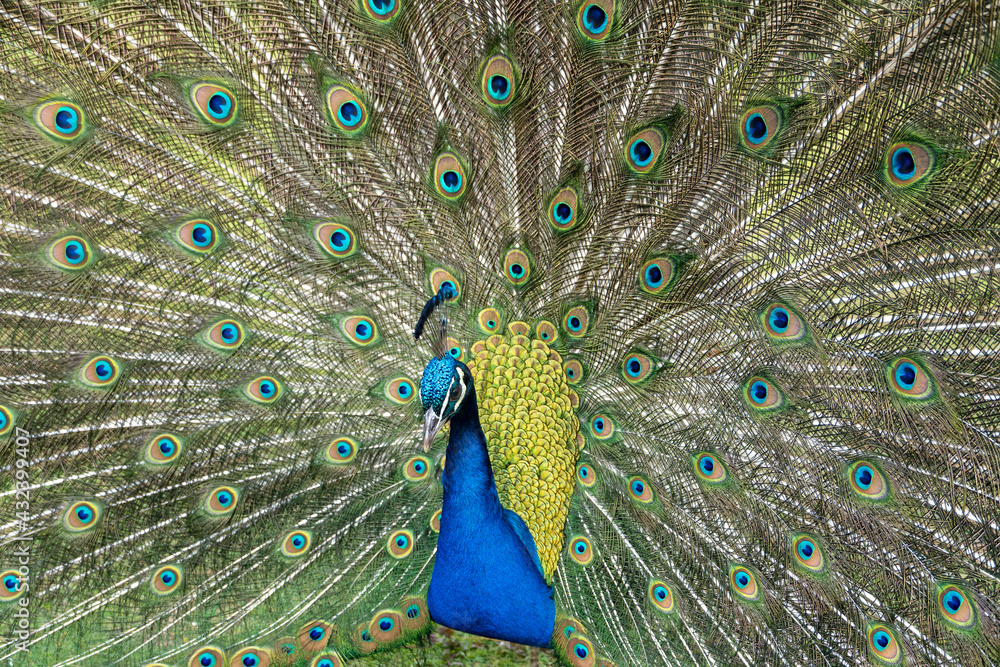 Obraz premium Blauer Pfau