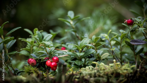 Beautiful scene with growing berries Lingonberries in forest photo