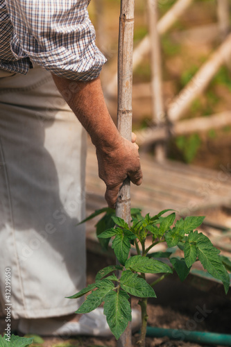 Vertical photo of the hand of elderly man working in an orchard