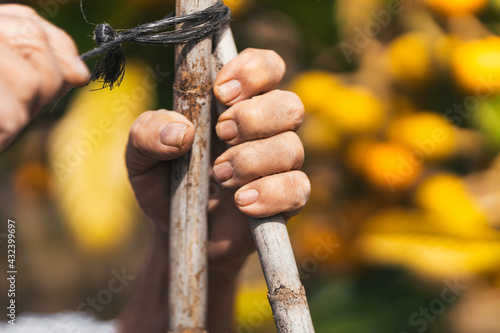 Man binding sticks in an orchard