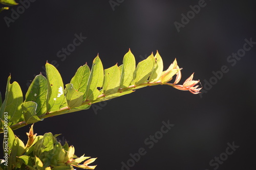 Beautiful picture of green leaf on branch. Selective focus, Selective Focus On Subject, Background Blur