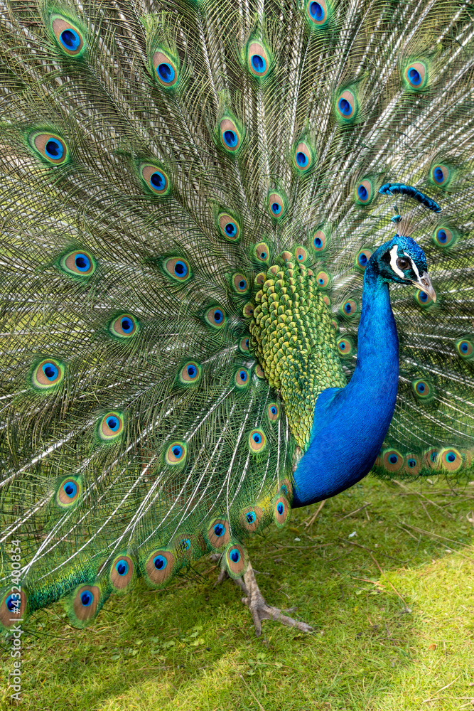 Obraz premium Blauer Pfau