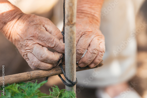 Selective focus on the hands of an elderly man working in an orchard