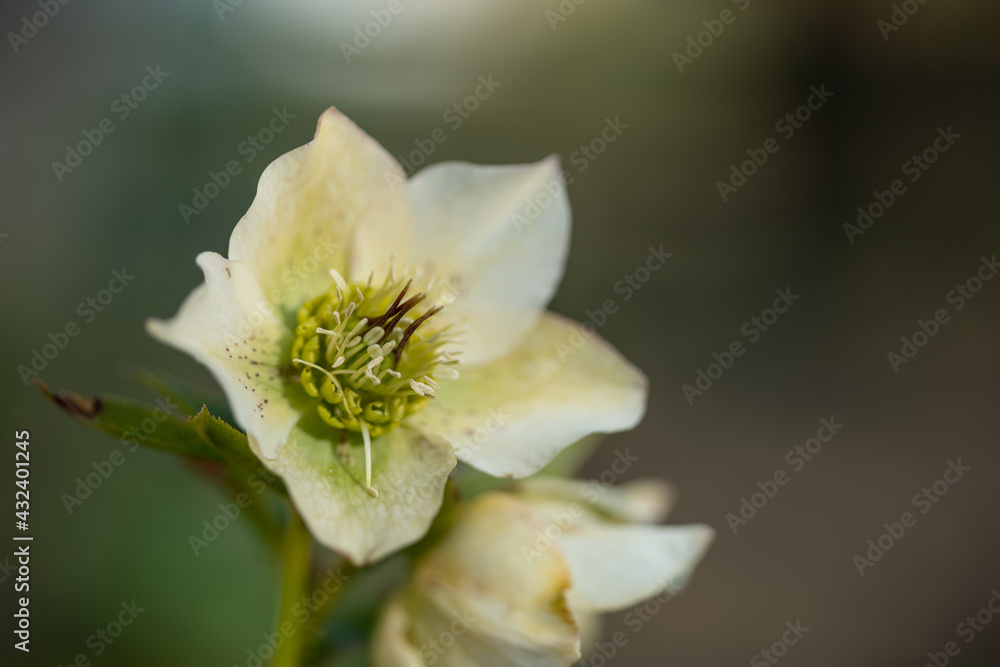 Lenten rose Scientific name is Helleborus Lenten rose Scientific name is Helleborus