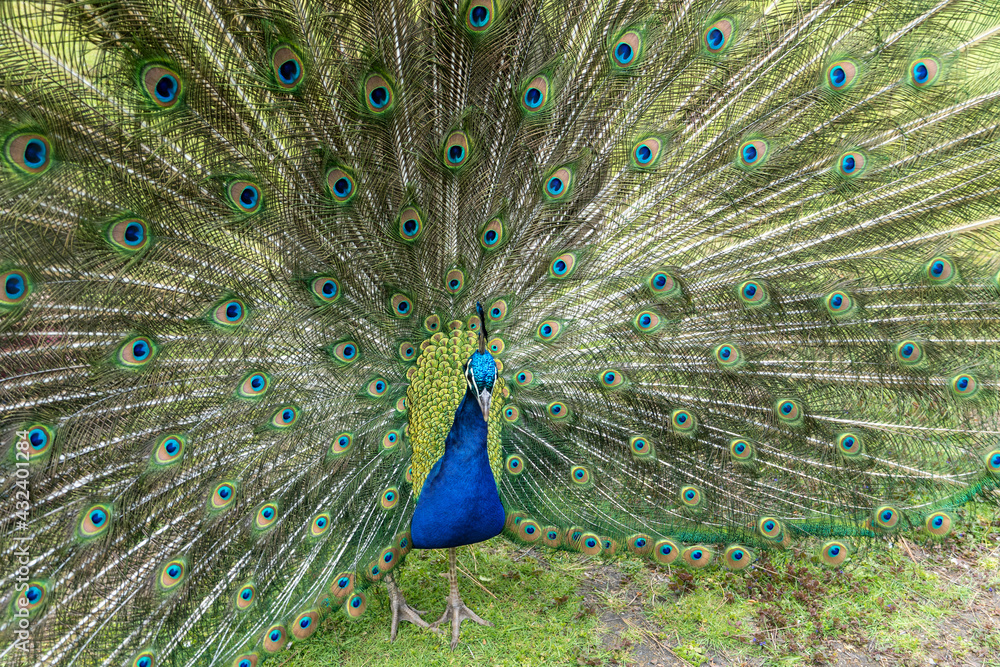 Naklejka premium Blauer Pfau