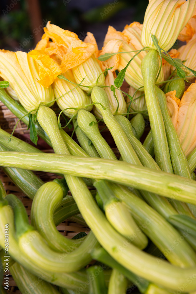 the trombetta courgette from Albenga is an elongated courgette typical of the western coast of Liguria