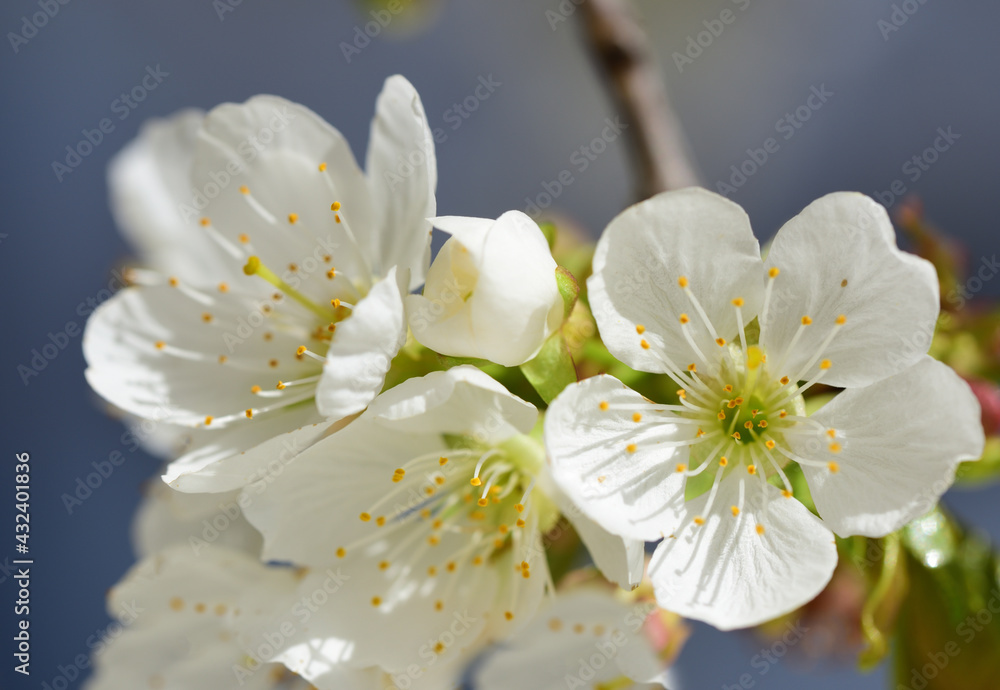 Close up of delicate white cherry blossoms on branch with petals in spring Close up of delicate white cherry blossoms on branch with petals in spring