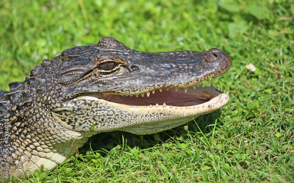 Fototapeta premium Alligators head with open mouth - Florida