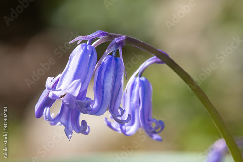 Close up of a common bluebell (hyacinthoides non scripta) flower in bloom