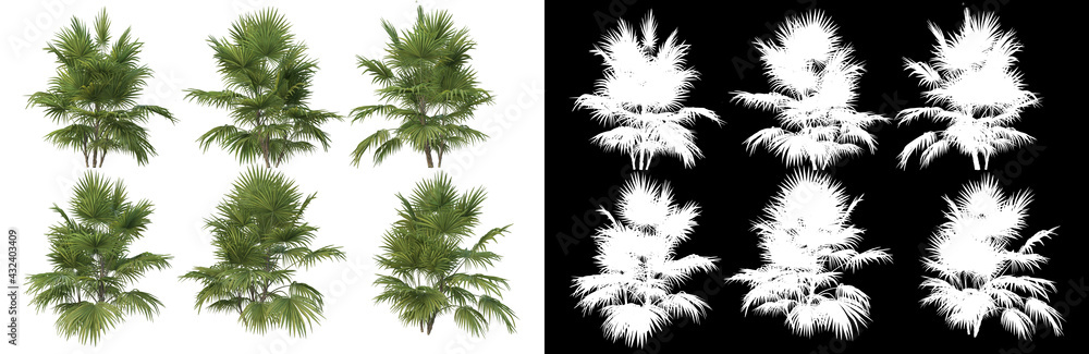 Various trees arranged in many forms
Various trees arranged in many forms