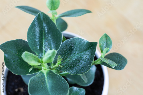 Close up of an autograph tree (clusia rosea ) on wooden table. photo