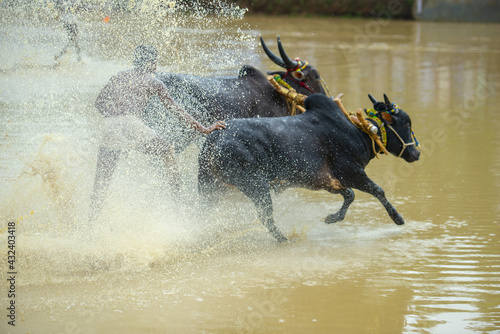 Cattle race at Kerala India