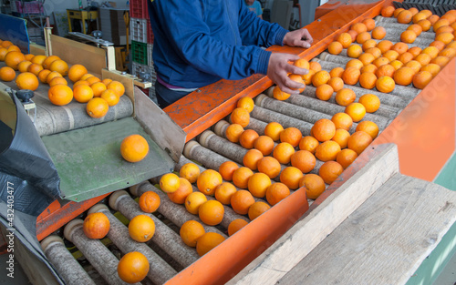 The production line of citrus fruits: organic tarocco oranges in a conveyor belt during the manual selection phase