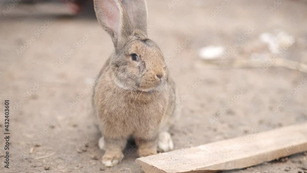 Funny and cute rabbit sitting in straw looking at camera. Breeding rabbits and other animals on a livestock farm Funny and cute rabbit sitting in straw looking at camera. Breeding rabbits and other animals on a livestock farm