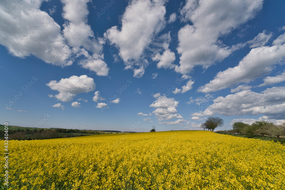 Blooming canola field. Bright Yellow rapeseed oil. Flowering rapeseed. with blue sky and clouds Blooming canola field. Bright Yellow rapeseed oil. Flowering rapeseed. with blue sky and clouds