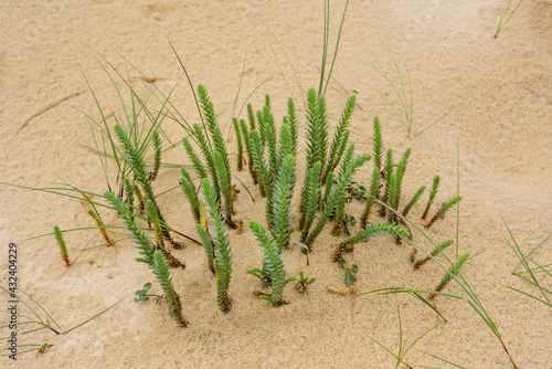 Euphorbia paralias growing in sand dunes photo