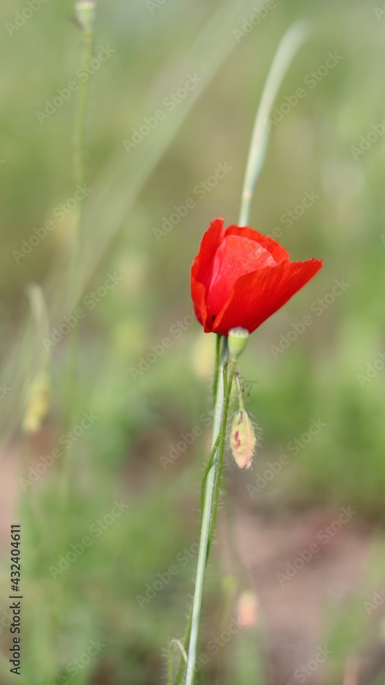 Obraz premium Papaveri