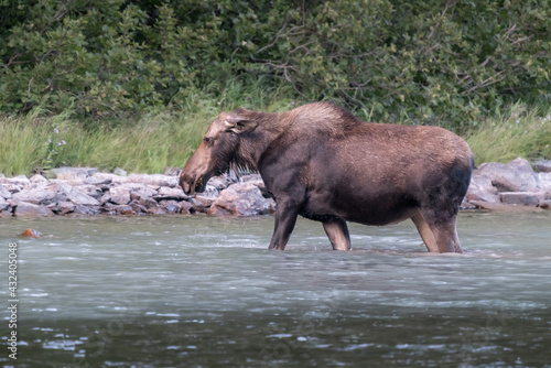 Huge moose cow walking across the river  feeding on underwater grass. Majestic Alces americanus in its natural habitat of Rocky mountains  Glacier National Park  Montana