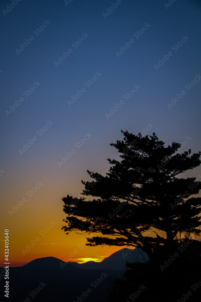 Silhouette of pine tree in the sunset time with clear twilight sky, orange sunlight and mountain in the background. Vertical portrait orientation with copy space (Negative space) on top of image.