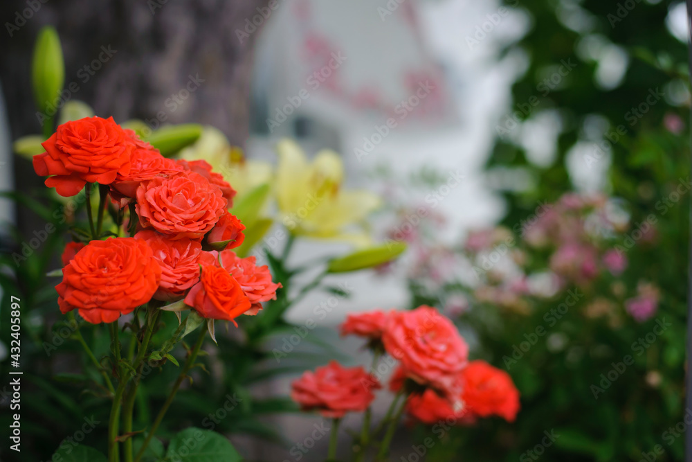 bush of tender red rose on a green background. Red roses in the sun, blooming roses in the park, for a designer, a festive bouquet for a postcard, roses in a botanical garden, minimalism, bokeh, text