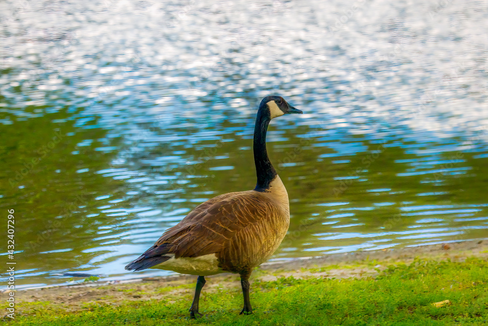Fototapeta premium Beautiful Canadian Geese in the wild
