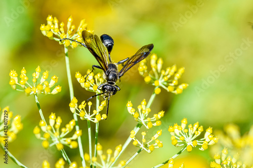 A Grass-carrying wasps (Isodontia mexicana) feeding on fennel nectar.  These solitary wasps are pollinators but also hunt for prey to place in grass nests to feed developing young.  Copy space.  photo