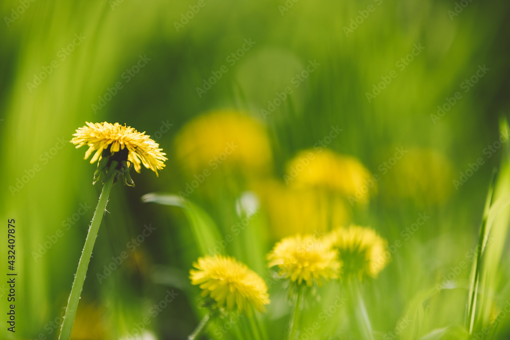 Beautiful summer floral background with yellow dandelion Beautiful summer floral background with yellow dandelion