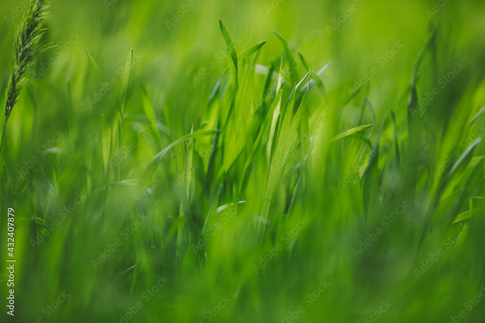 Fresh green grass lawn, leaves close-up outdoors