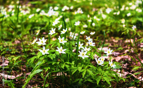 Many white anemone flowers in a green meadow. Blurred background, out of focus