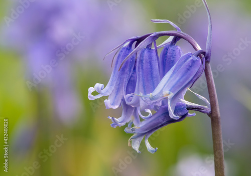 Fototapeta Close up of a common bluebell (hyacinthoides non scripta) flower in bloom