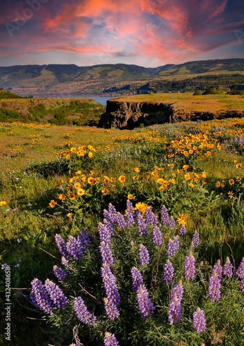 Lupine and balsom root flowers at peak bloom at sunset at the Tom McCall preserve near Rowena in the Columbia River Gorge National scenic Area, Oregon photo