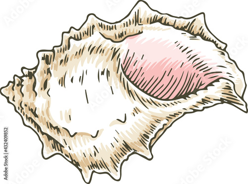 Murex Seashell