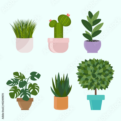 set of plants in pots
houseplants flowerpots
