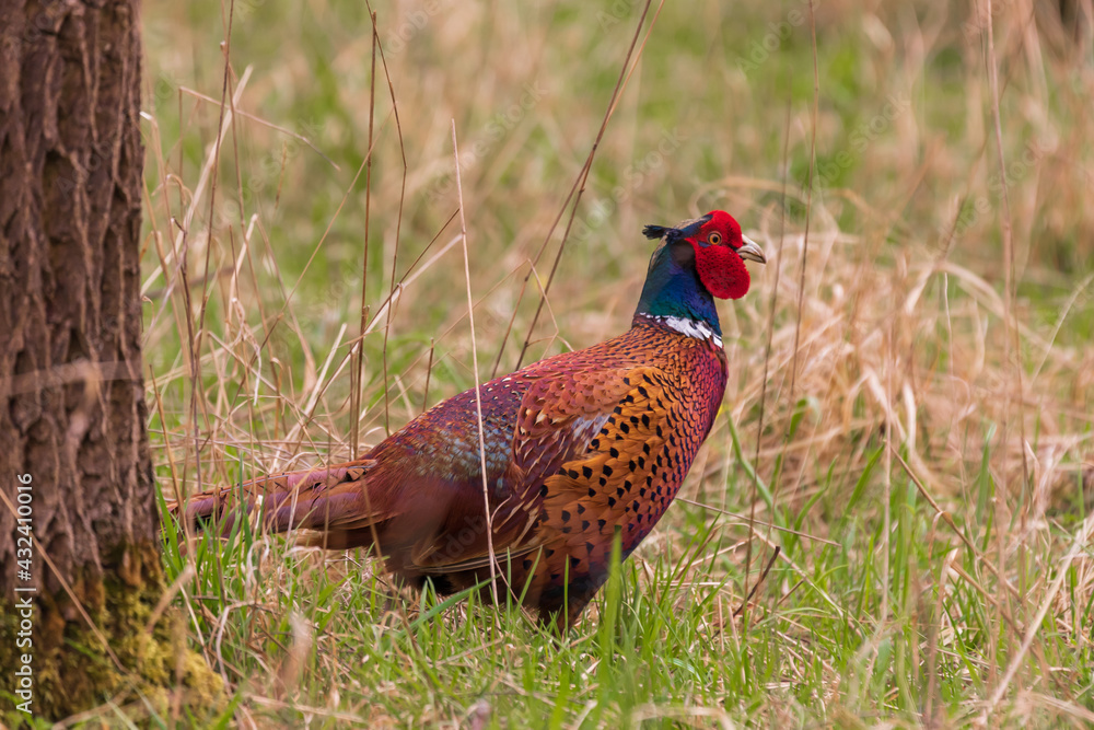 Fototapeta premium Big brightly colored pheasant bird - Phasianus colchicus in the forest in the grass.