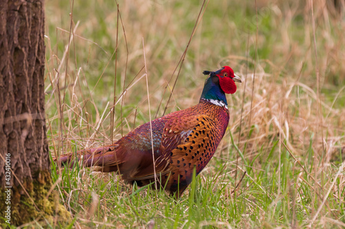 Wallpaper Mural Big brightly colored pheasant bird - Phasianus colchicus in the forest in the grass. Torontodigital.ca