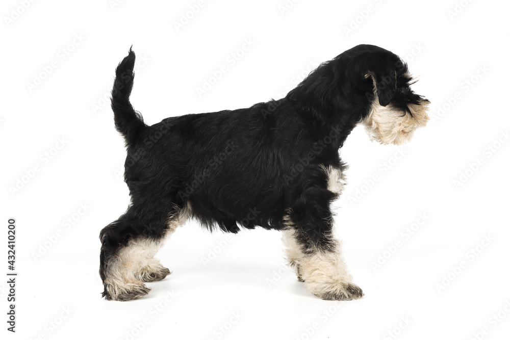 miniature schnauzer puppy isolated on white miniature schnauzer puppy isolated on white