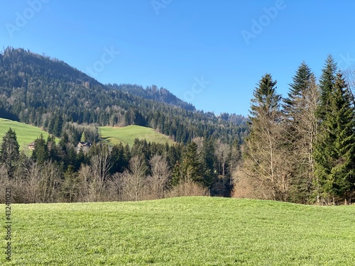 Mixed subalpine forests and a variety of trees in early spring on the slopes of the Swiss mountain massif Pilatus, Schwarzenberg LU - Canton of Lucerne (Kanton Luzern), Switzerland (Schweiz) photo