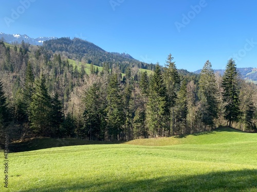 Mixed subalpine forests and a variety of trees in early spring on the slopes of the Swiss mountain massif Pilatus, Schwarzenberg LU - Canton of Lucerne (Kanton Luzern), Switzerland (Schweiz) photo