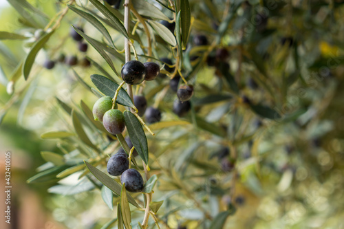 green and black olives on the olive tree in the mediterranean garden