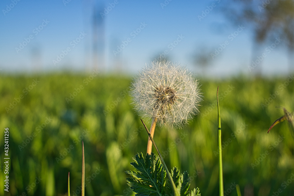 perfect round dandelion in the grass