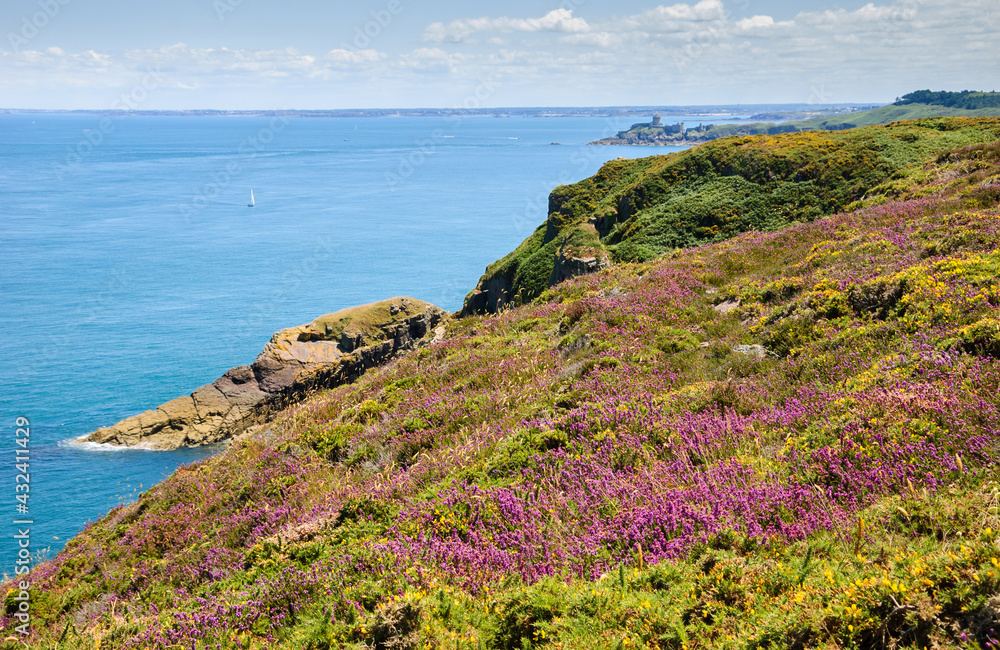 A beautiful view from Cap Frehel hills covered with yellow gorse and violet heather flowers on Fort La Latte. Brittany, France.
