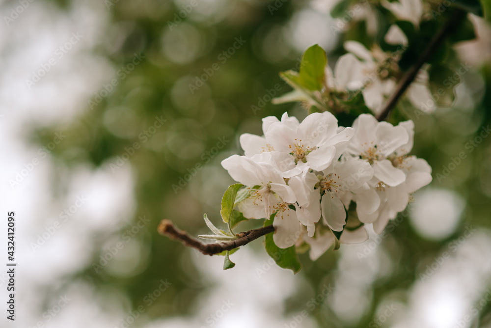 beautiful apple blossoms on a green background beautiful apple blossoms on a green background