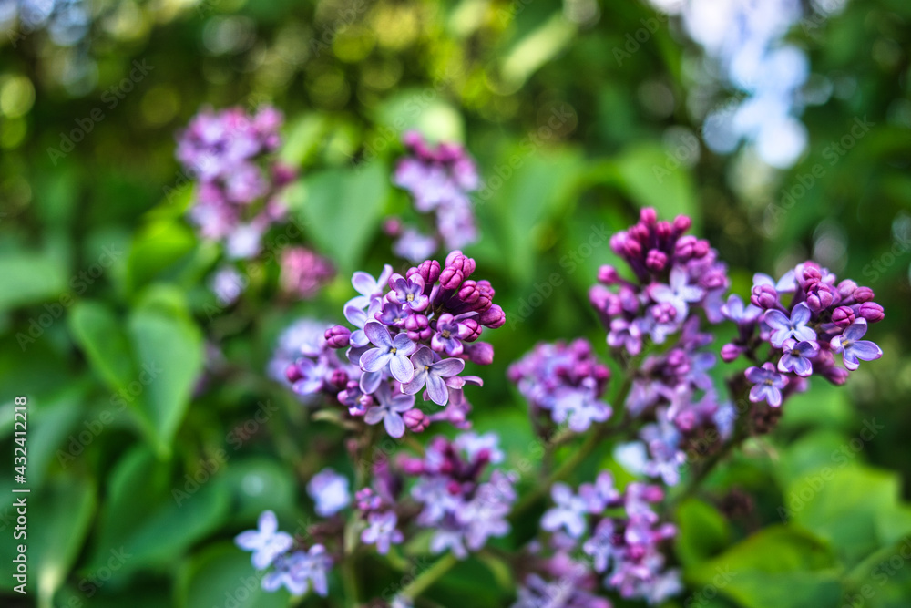 a purple lilac bush with wonderful bokeh a purple lilac bush with wonderful bokeh