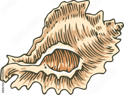 Murex Seashell